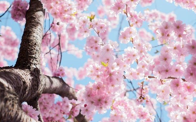 Le cerisier en fleur est un Kigo utilisé dans les Haïkus pour situer la saison et créer une ambiance spécifique